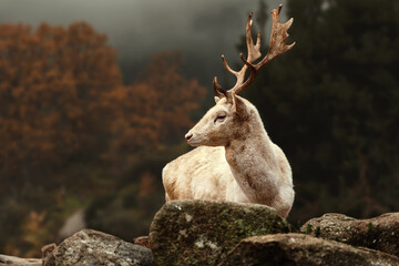 A white deer (stag for male, white hind for the female) is a white-colored red deer or fallow deer,...