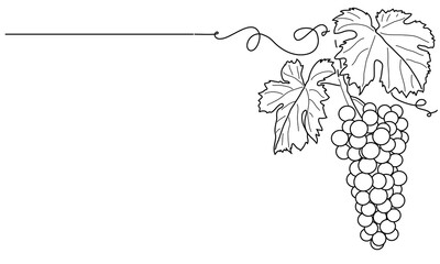 Bunches of grapes.  Vine. Vector line drawing on white or transparent background. Grapevine
