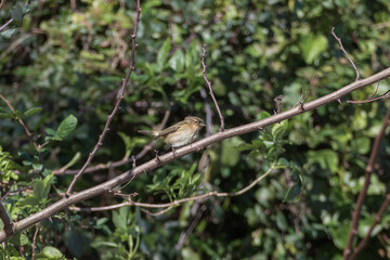 common chiffchaff perched in sunny day phylloscopus collybita