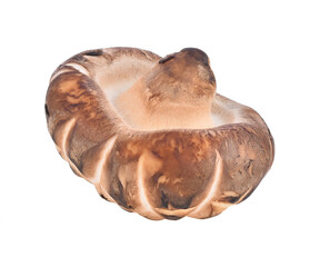 Shiitake transparent png