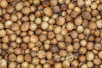 Coriander, round dried seeds, bunch in bulk, background, uniform texture pattern