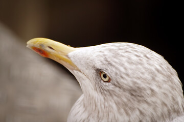 close up of a seagull