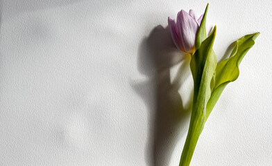 tulip on a white background
