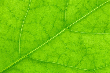 Naklejka na ściany i meble Leaf of plant in background light, green close-up , background wallpaper