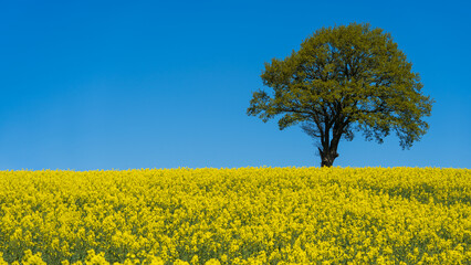 Field of yellow rapeseed with a single tree on the Swedish countryside. 