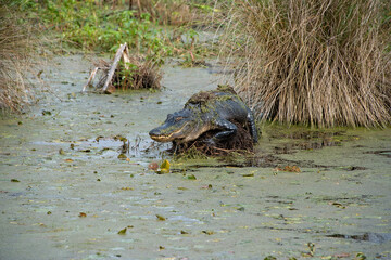 Florida Alligator Resting on a Log in St. Marks