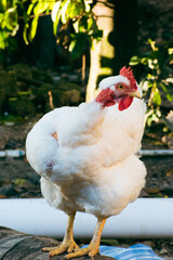 pyroca hen