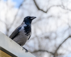 Pied crow sitting on an edge close-up with blurred background