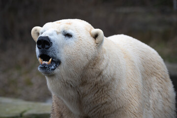 Obraz na płótnie Canvas Eisbär mit dem Blick nach vorne mit geöffneten Maul