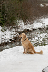 Dog sitting in the snow, seen in Canada