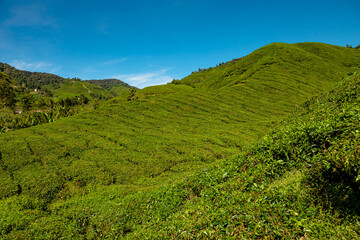 Fototapeta na wymiar Malaysian Cameron Highlands tea plantations aerial view. Featuring world's finest tea leaves and breathtaking vistas. Hundreds of acres of fields are comprised of hilly terrains and lush tea plants.
