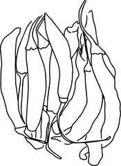 Outline sketch of chilli peppers in doodle style