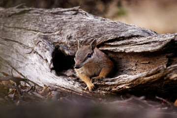Numbat - Myrmecobius fasciatus also noombat or walpurti, insectivorous diurnal marsupial, diet consists almost exclusively of termites. Small cute animal termit hunter in the australian forest