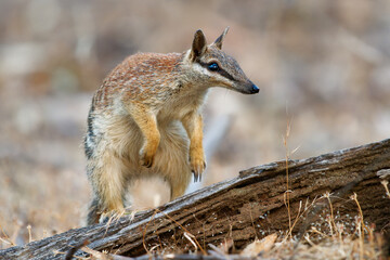 Numbat - Myrmecobius fasciatus also noombat or walpurti, insectivorous diurnal marsupial, diet consists almost exclusively of termites. Small cute animal termit hunter in the australian forest