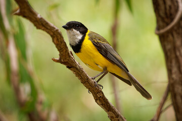 Australian golden whistler - Pachycephala pectoralis is yellow and black bird found in forest,...
