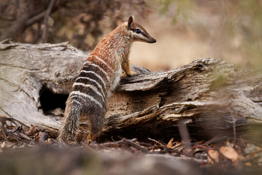 Numbat - Myrmecobius fasciatus also noombat or walpurti, insectivorous diurnal marsupial, diet consists almost exclusively of termites. Small cute animal termit hunter in the australian forest