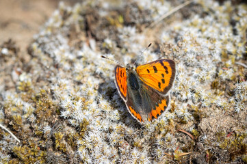 Small Copper butterfly on lichen bed