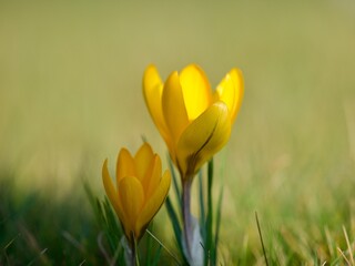 Wild Crocus  Growing in Spring 