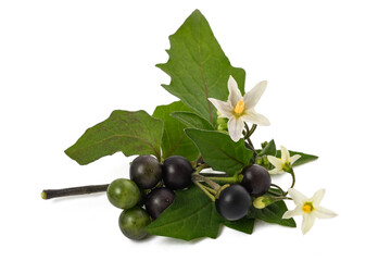 Black nightshade  (Solanum nigrum) - obrazy, fototapety, plakaty