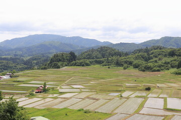 棚田の風景