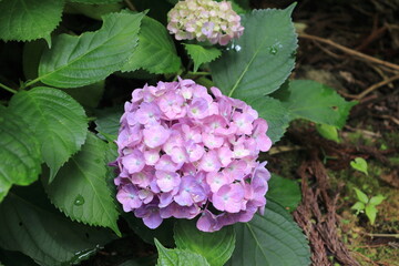 紫陽花
