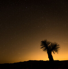 Silhouette of a Joshua Tree as night descends on Joshua Tree Nation Park in California