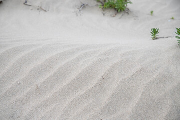 barren sandy desert with plants