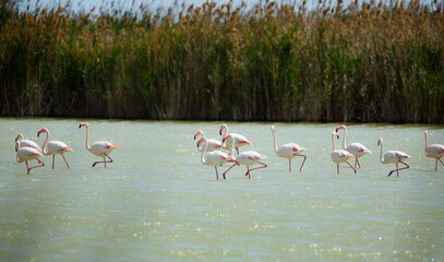 Group of flamingos in lagoon of river in spring day..