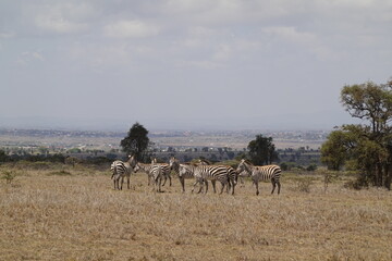 Kenya - Nairobi - Swara Plains Conservancy - Zebra