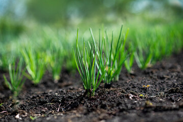 A row of young spring shoots of green onions in the garden. Selective focus.