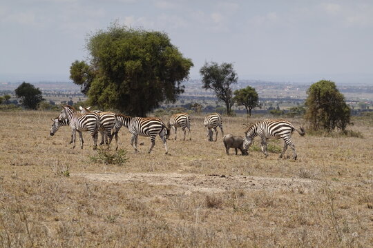 Kenya - Nairobi - Swara Plains Conservancy - Zebra