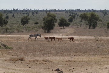 Fototapeta na wymiar Kenya - Nairobi - Swara Plains Conservancy - Zebra and buffalo calves