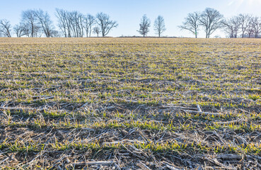 Winter wheat greening up in a field with some frost in the early spring, planted into soybean stubble.