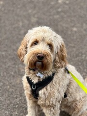 portrait of a dog