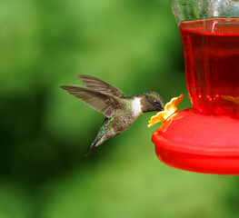 ruby throat hummingbird flying to drink on the nectar feeder
