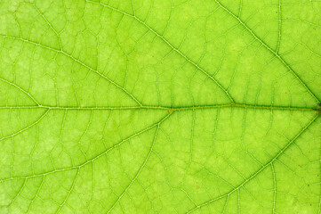 Fototapeta na wymiar close up on green leaf texture background
