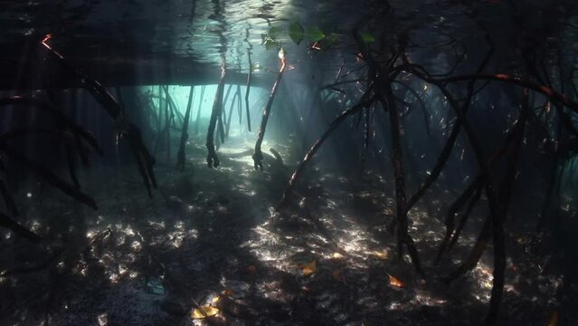 Red mangrove roots form a dark thicket underwater in the Solomon Islands. Mangroves provide protected habitat for many species of young fish and invertebrates.