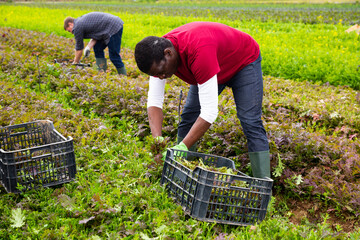 African American farmer hand harvesting ripe red kyona mizuna cultivar on farm plantation