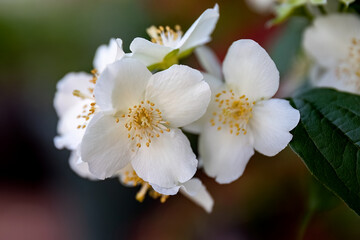 Philadelphus coronarius or sweet mock orange white flowers in the garden design.
