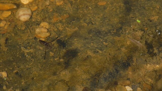 Greater water boatman aquatic insect floating under pond surface