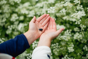 in the hands of a child a black beetle, childhood and nature, unity.