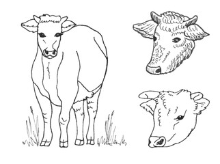 Black and white cow standing and looking at viewer and two cow heads hand drawn on white background