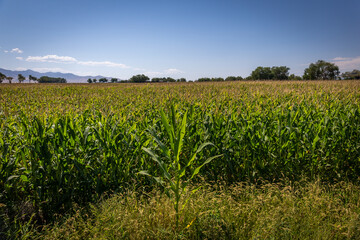 Fototapeta na wymiar Large Farm of Developing Corn Crop in the Summer on a Sunny Day