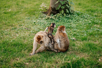 Barbary Macaques. Monkeys native to the mountains of Morocco and Algeria. Single animals, groups,...