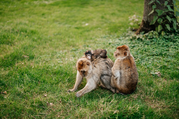Barbary Macaques. Monkeys native to the mountains of Morocco and Algeria. Single animals, groups, young, babies, climbing, groomimg, feeding and playing.
