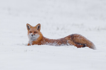 Red fox lying down on the snow