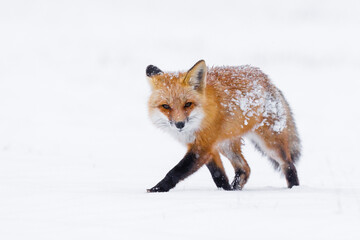 Curious Red fox walking on the snow 