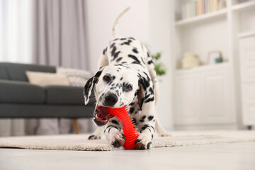 Adorable Dalmatian dog playing with toy indoors. Lovely pet