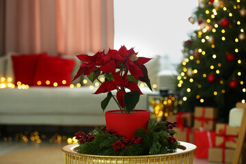 Potted poinsettia and festive decor on coffee table in room. Christmas traditional flower