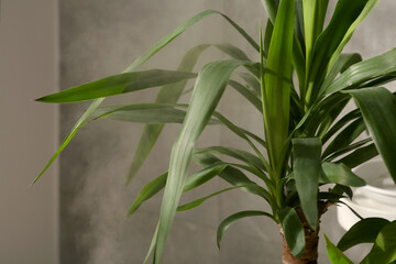 Beautiful green houseplant and steam indoors, closeup view. Air humidification